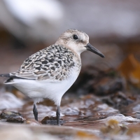 Piaskowiec - Calidris alba - Sanderling