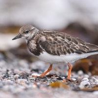 Kamusznik - Arenaria interpres - Ruddy Turnstone