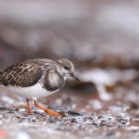 Kamusznik - Arenaria interpres - Ruddy Turnstone