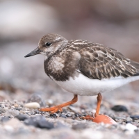 Kamusznik - Arenaria interpres - Ruddy Turnstone