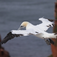 Głuptak - Morus bassanus - Northern Gannet