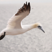 Głuptak - Morus bassanus - Northern Gannet