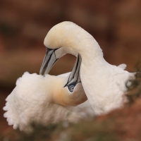Głuptak - Morus bassanus - Northern Gannet
