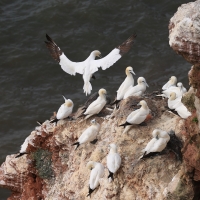 Głuptak - Morus bassanus - Northern Gannet