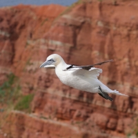 Głuptak - Morus bassanus - Northern Gannet