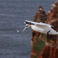 Głuptak - Morus bassanus - Northern Gannet