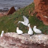 Głuptak - Morus bassanus - Northern Gannet