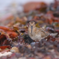 Biegus zmienny - Calidris alpina - Dunlin