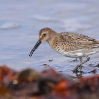 Biegus zmienny - Calidris alpina - Dunlin
