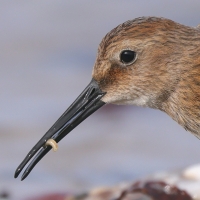 Biegus zmienny - Calidris alpina - Dunlin