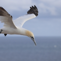 Głuptak - Morus bassanus - Northern Gannet
