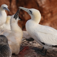 Głuptak - Morus bassanus - Northern Gannet