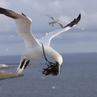 Głuptak - Morus bassanus - Northern Gannet