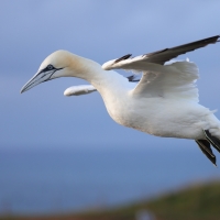 Głuptak - Morus bassanus - Northern Gannet