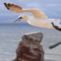 Głuptak - Morus bassanus - Northern Gannet