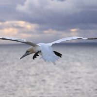 Głuptak - Morus bassanus - Northern Gannet