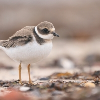 Sieweczka obrożna - Charadrius hiaticula - Common Ringed Plover