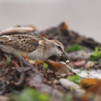 Biegus malutki - Calidris minuta - Little Stint
