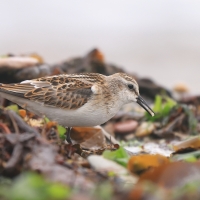 Biegus malutki - Calidris minuta - Little Stint