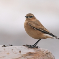Białorzytka - Oenanthe oenanthe - Northern Wheatear