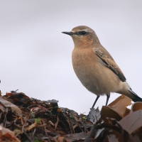 Białorzytka - Oenanthe oenanthe - Northern Wheatear