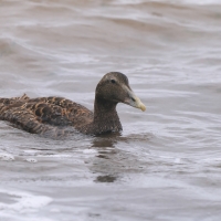 Edredon - Somateria mollissima - Common Eider