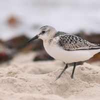 Piaskowiec - Calidris alba - Sanderling