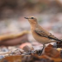 Białorzytka - Oenanthe oenanthe - Northern Wheatear