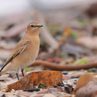 Białorzytka - Oenanthe oenanthe - Northern Wheatear