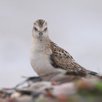 Biegus malutki - Calidris minuta - Little Stint