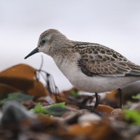 Biegus malutki - Calidris minuta - Little Stint