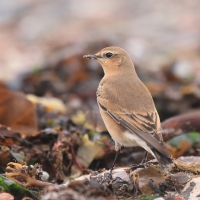 Białorzytka - Oenanthe oenanthe - Northern Wheatear