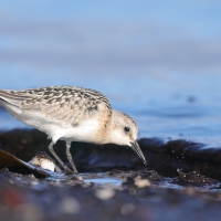 Piaskowiec - Calidris alba - Sanderling