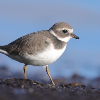 Sieweczka obrożna - Charadrius hiaticula - Common Ringed Plover