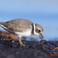 Sieweczka obrożna - Charadrius hiaticula - Common Ringed Plover