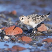 Piaskowiec - Calidris alba - Sanderling