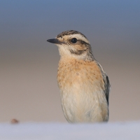 Pokląskwa - Saxicola rubetra - Whinchat