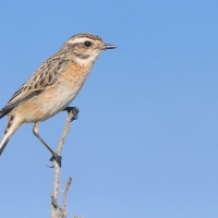 Pokląskwa - Saxicola rubetra - Whinchat