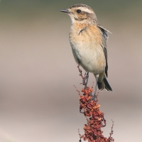 Pokląskwa - Saxicola rubetra - Whinchat