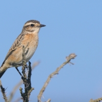 Pokląskwa - Saxicola rubetra - Whinchat