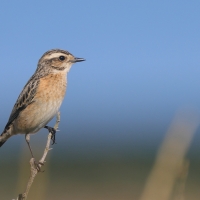 Pokląskwa - Saxicola rubetra - Whinchat