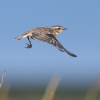 Pokląskwa - Saxicola rubetra - Whinchat