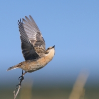 Pokląskwa - Saxicola rubetra - Whinchat