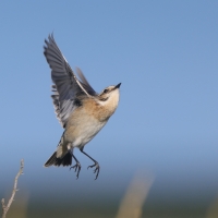 Pokląskwa - Saxicola rubetra - Whinchat