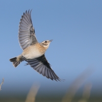 Pokląskwa - Saxicola rubetra - Whinchat