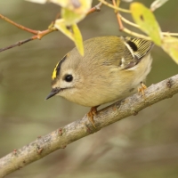 Mysikrólik - Regulus regulus - Goldcrest