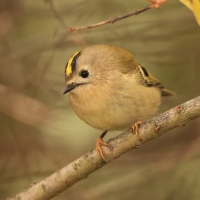 Mysikrólik - Regulus regulus - Goldcrest
