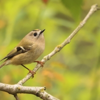 Mysikrólik - Regulus regulus - Goldcrest