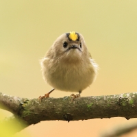 Mysikrólik - Regulus regulus Goldcrest
