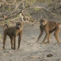 Pawian masajski - Papio cynocephalus - Yellow baboon